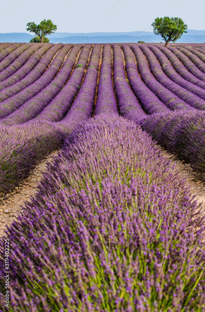 Obraz premium Picturesque lavender field. France. Provence. Plateau Valensole.