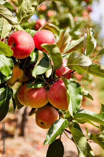 picture of a Ripe Apples in Orchard ready for harvesting,Morning shot