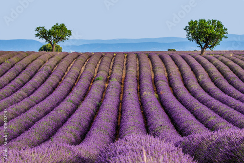 Picturesque lavender field against the backdrop of mountains in the distance. France. Provence. Plateau Valensole.