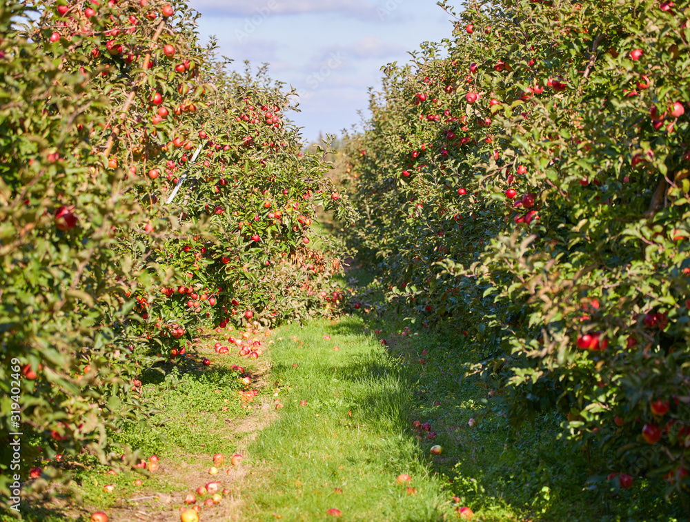 Fototapeta premium picture of a Ripe Apples in Orchard ready for harvesting,Morning shot