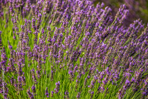 Lavender flowers on a lavender field. Close-up. France. Provence. Plateau Valensole.