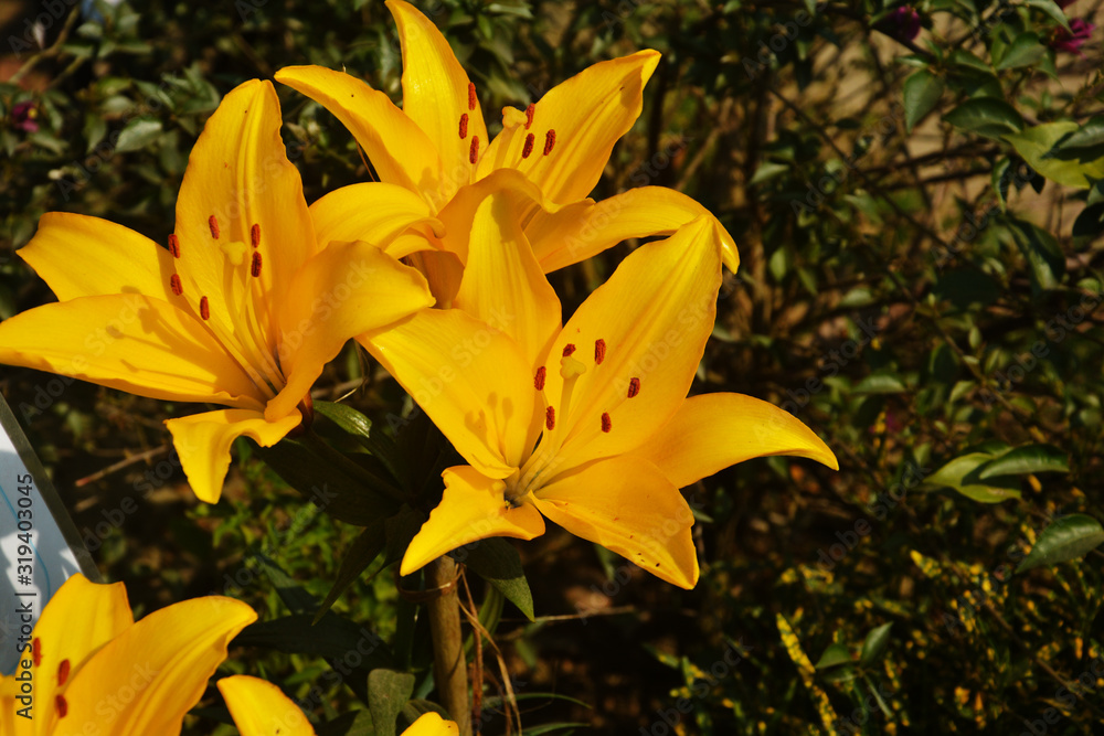 Close up of beautiful yellow color lily ( Lilium ) flowers with leaves growing and blooming in garden, selective focusing Close up of beautiful yellow color lily ( Lilium ) flowers with leaves growing and blooming in garden, selective focusing