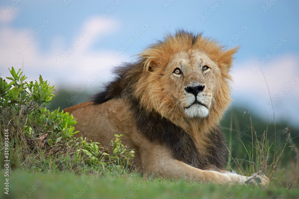 African male lion, front portrait, Panthera leo, Maasai Mara National Reserve, Kenya