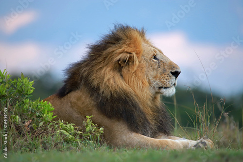 African male lion side portrait, Panthera leo, Maasai Mara National Reserve, Kenya