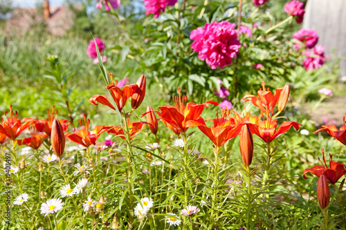 Red lilies in the garden. Beautiful hemerocallis.