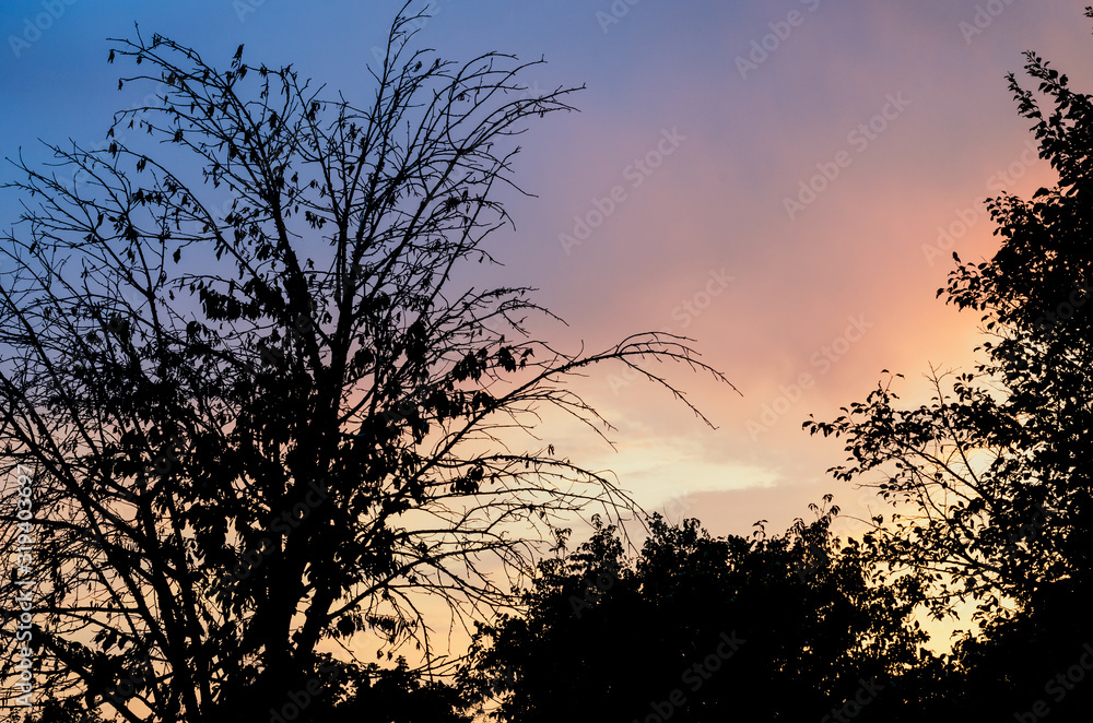 Dark silhouettes of trees on a sky background