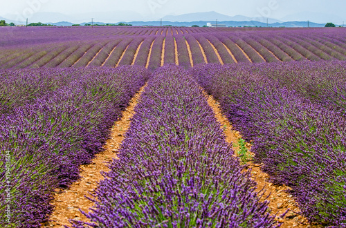 Picturesque lavender field. France. Provence. Plateau Valensole.