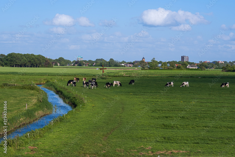 Eine grasende Kuhherde auf der Weide Eine grasende Kuhherde auf der Weide