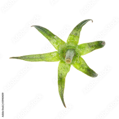 tomato pedicel isolated on white background, top view photo