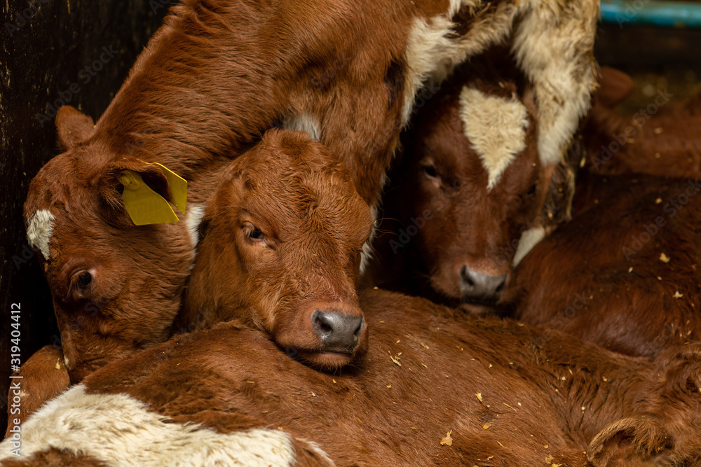 Fototapeta premium junge Kälbchen wärmen sich im Kuhstall und drücken sich eng aneinander
