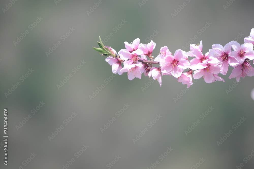 Beautiful Japanese cherry blossom sakura in full bloom in a park in spring Beautiful Japanese cherry blossom sakura in full bloom in a park in spring