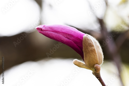 Pink magnolia bud branch on blurred background. Springtime park scene with beautiful tree flower.