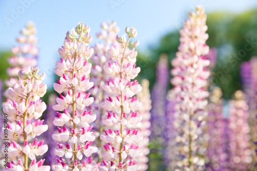 Blossoming pink lupin flowers against blue sky background.