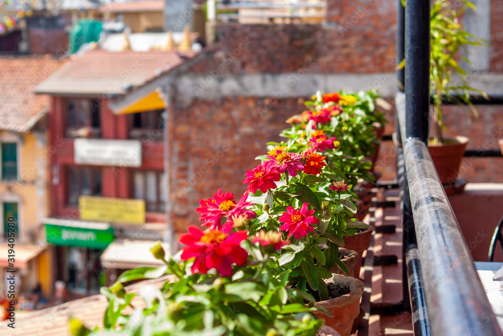 Flowers in a row on the roof with buildings on background.