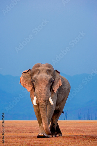 Konstfotografi African Elephant, Tusker, Jim Corbett National Park, Uttarakhand, India