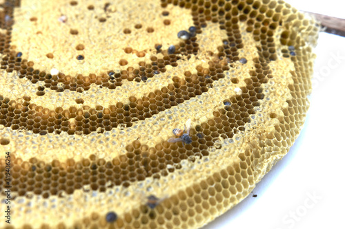 Close up fresh honey comb