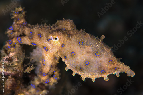 The Deadly Blue Ringed Octopus, Romblon Philippines