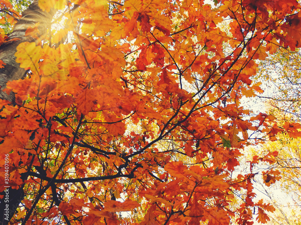 autumn background forest with oak trees and sunny beams autumn background forest with oak trees and sunny beams