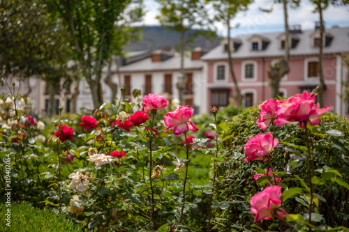 Roses in a garden © D.G.Eirin