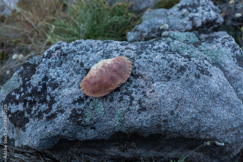 Krebsteile auf Felsen