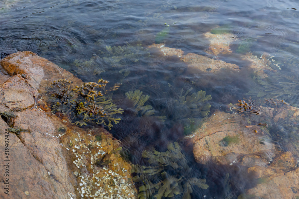 Meeresalgen unter der Wasseroberfläche, Südküste Norwegen