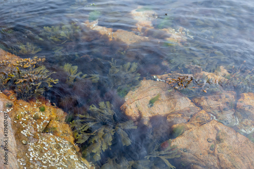 Meeresalgen unter der Wasseroberfl  che  S  dk  ste Norwegen