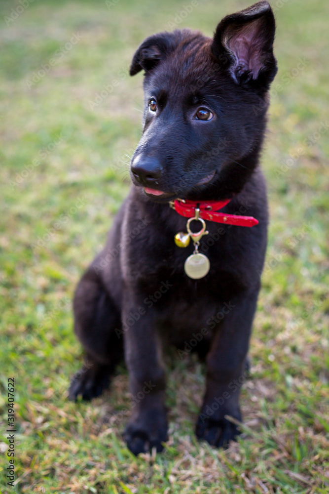 Black long haired german shepherd puppy