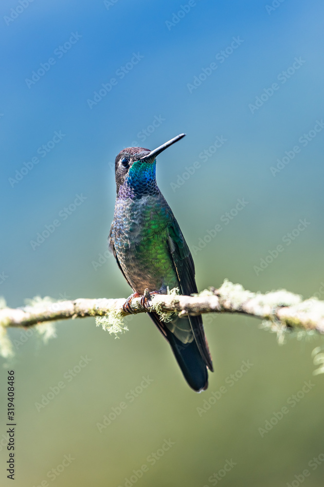 Blue hummingbird Violet Sabrewing flying next to beautiful red flower. Tinny bird fly in jungle. Wildlife in tropic Costa Rica. Two bird sucking nectar from bloom in the forest. Bird behaviour Blue hummingbird Violet Sabrewing flying next to beautiful red flower. Tinny bird fly in jungle. Wildlife in tropic Costa Rica. Two bird sucking nectar from bloom in the forest. Bird behaviour