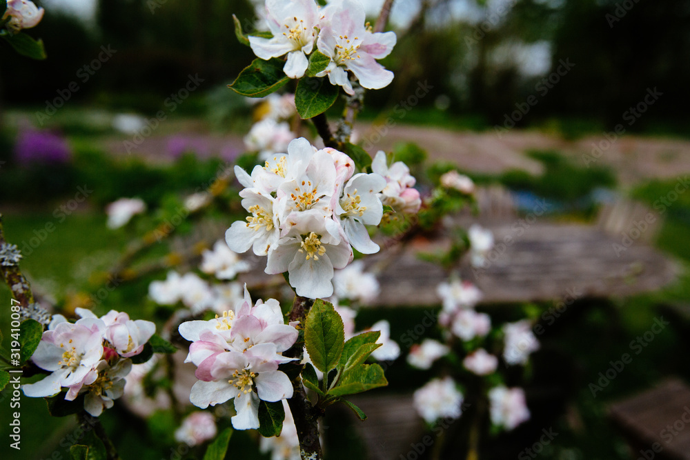 Apple Blossom Apple Blossom