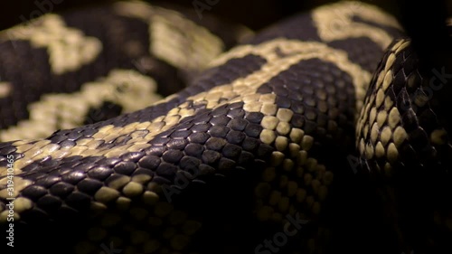 Diamond python snake scales body crawling - Morelia spilota photo
