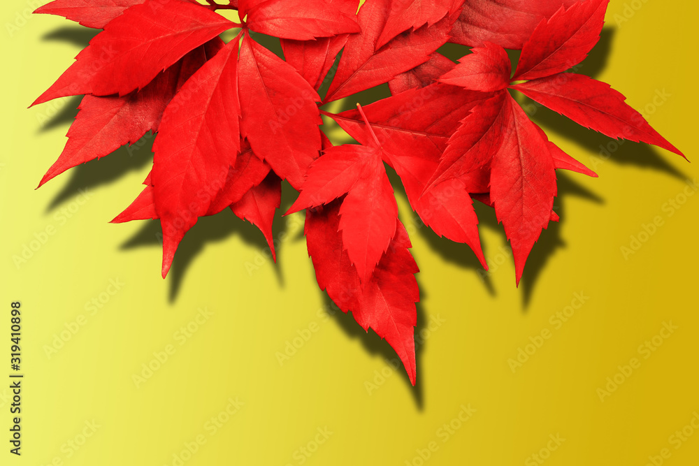 red autumn leaves with shadow isolated on yellow gradient background red autumn leaves with shadow isolated on yellow gradient background
