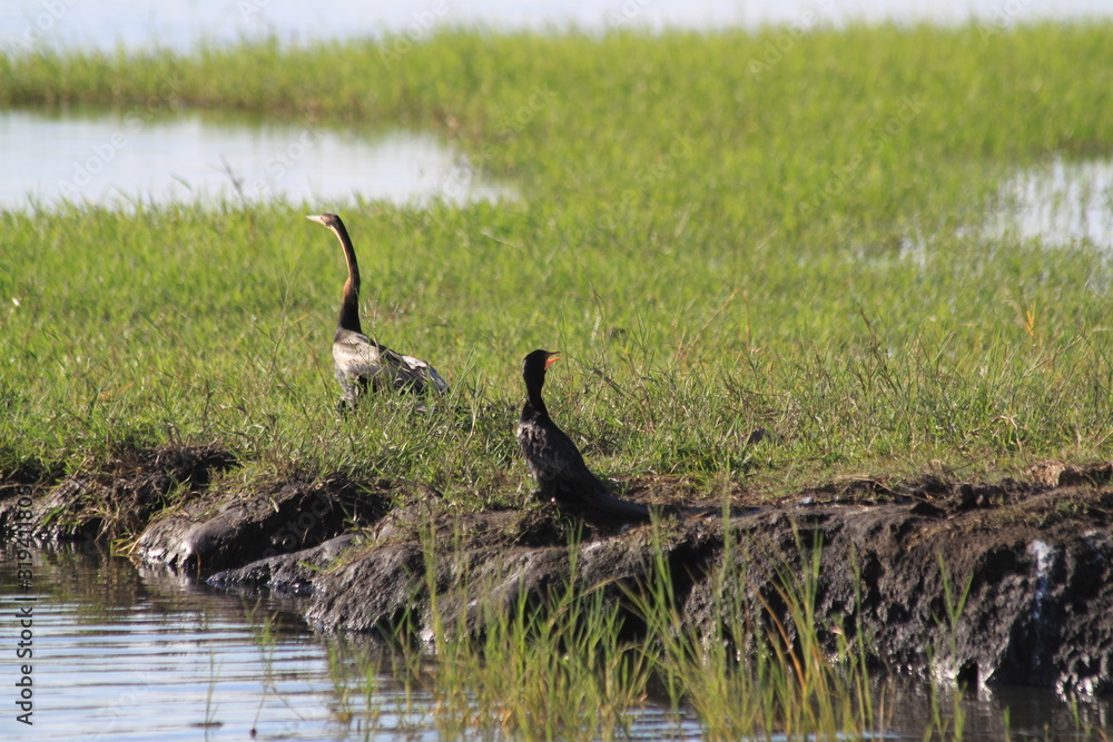 Tall grey african heron water bird Tall grey african heron water bird