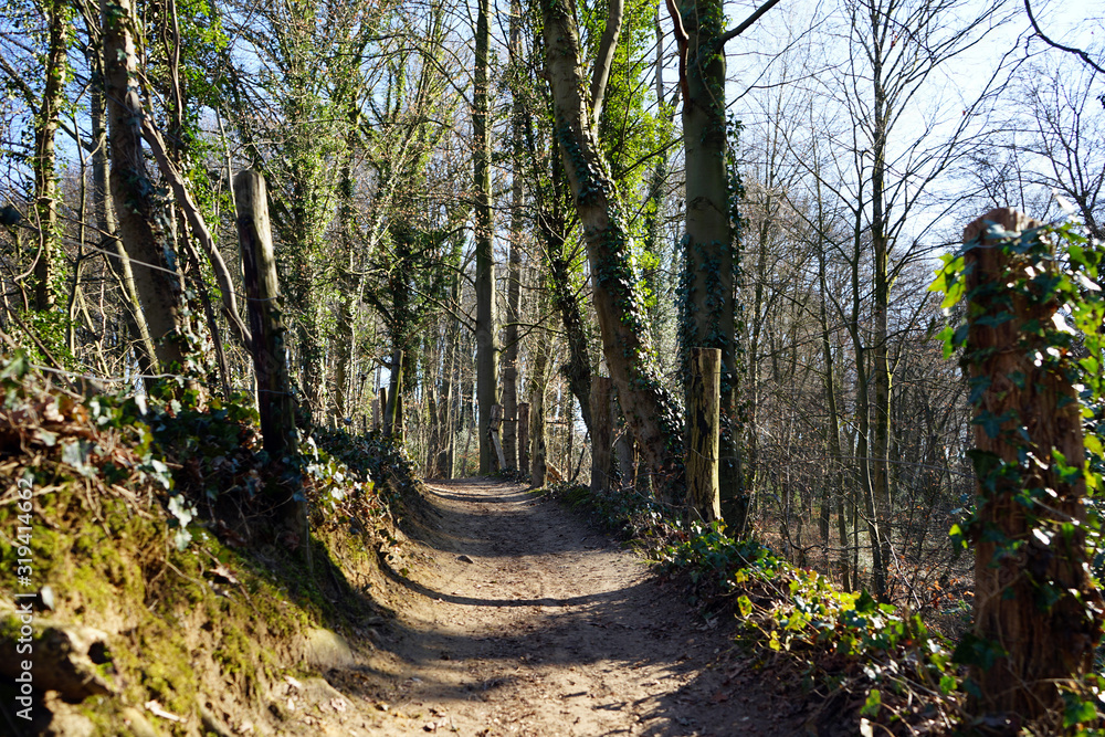 Obraz premium Waldweg