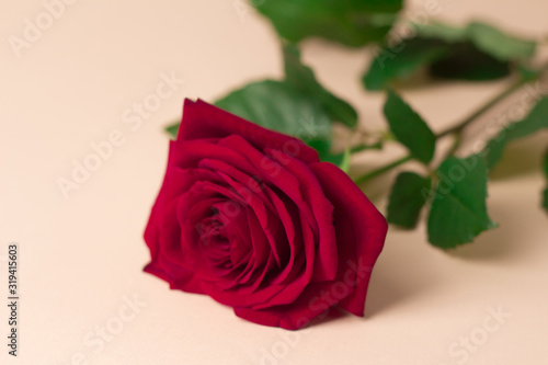 red rose lies on a light background