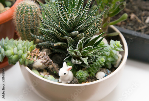 Different succulents in one white cup on the windowsill. Little ceramic rabbit in flowers
