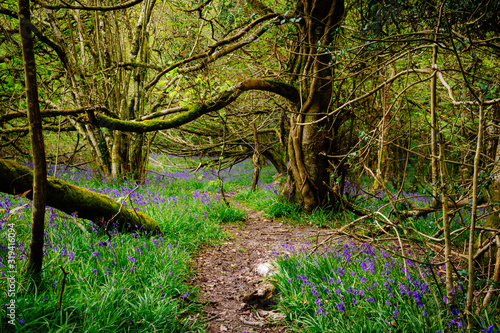 Bluebells in Thorncombe Woods photo