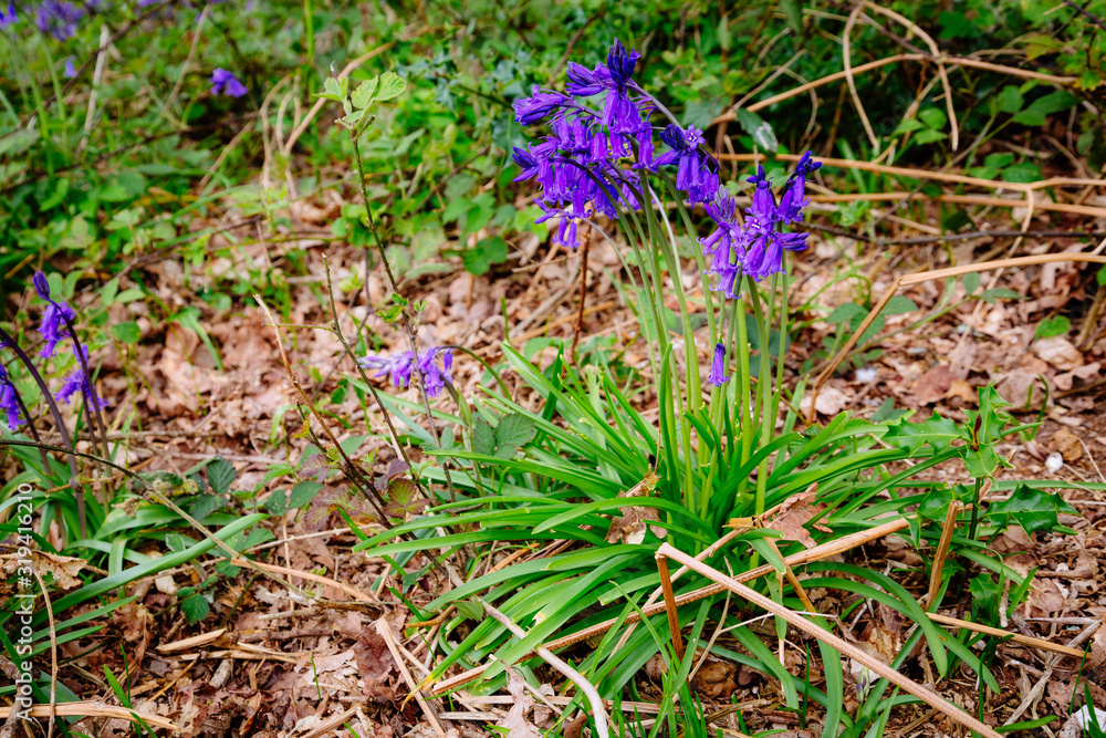 Bluebells in Thorncombe Woods Bluebells in Thorncombe Woods