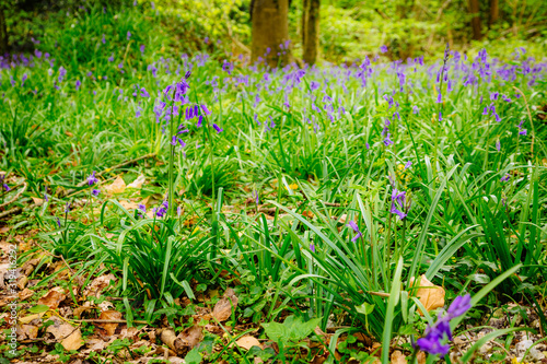 Bluebells in Thorncombe Woods photo