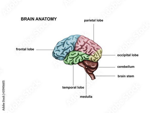 Illustration of the brain and spinal cord photo