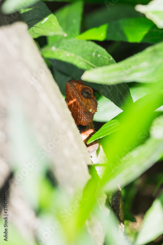 Lizard on Mauritius island