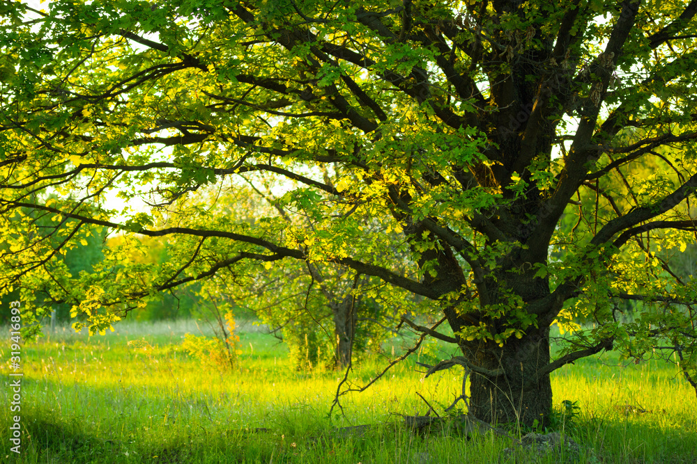 Naklejka premium tree in the park