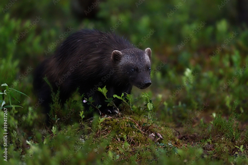 wolverine portrait in forest at summer night wolverine portrait in forest at summer night