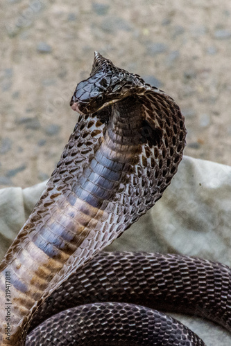 Snake Closeup view 