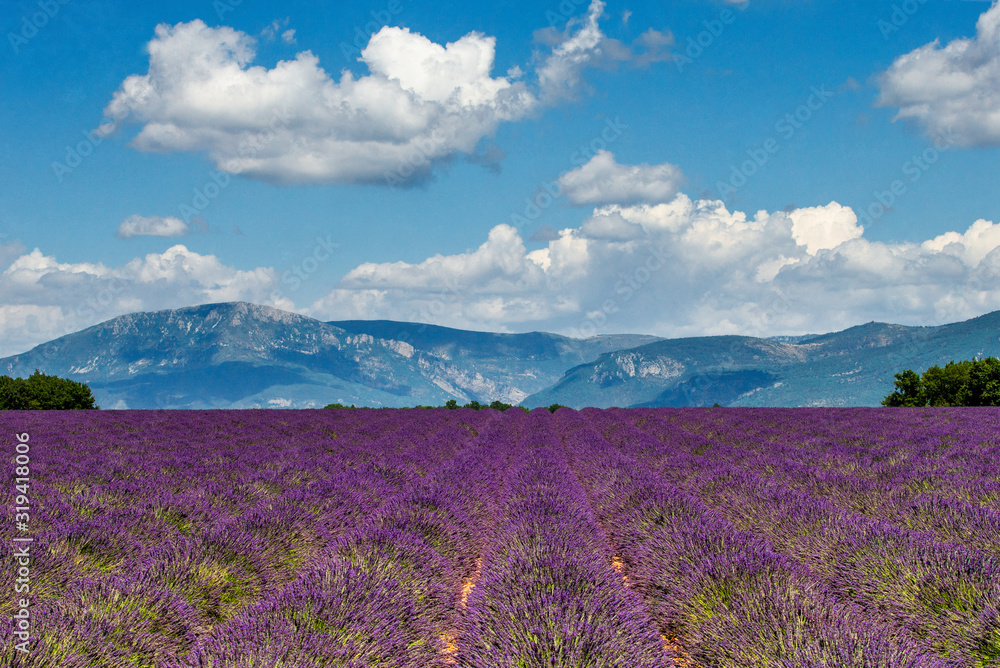 Picturesque lavender field against the backdrop of a beautiful sky and mountains in the distance. France. Provence. Plateau Valensole.