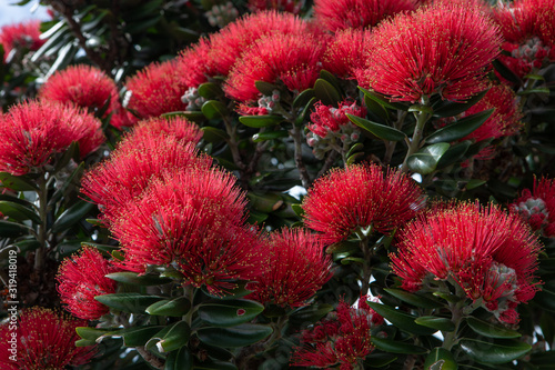 Pohutukawa Christmas tree