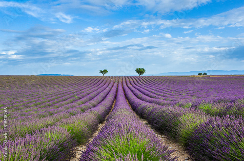 Picturesque lavender field against the backdrop of a beautiful sky. France. Provence. Plateau Valensole.