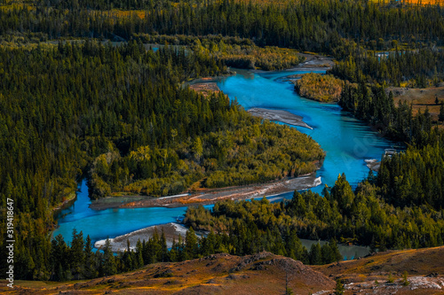 Blue rapid river flows through the wild area with coniferous forest. Altai Republic, Russia