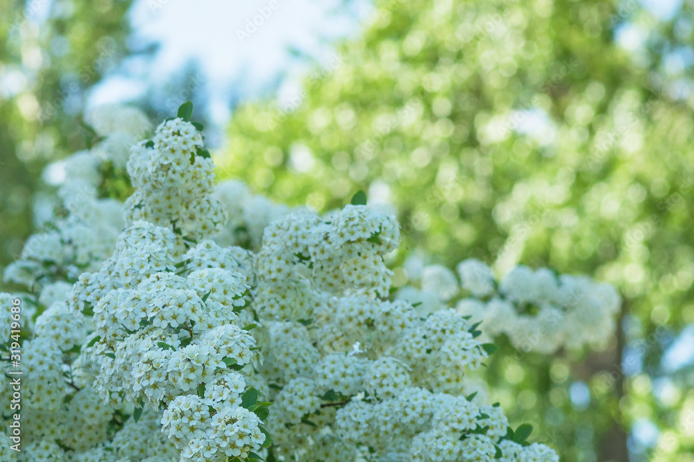 Spirea Spirea