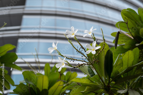 White flowers and skyscrapper