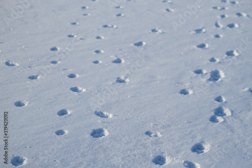 Many prints on the snow